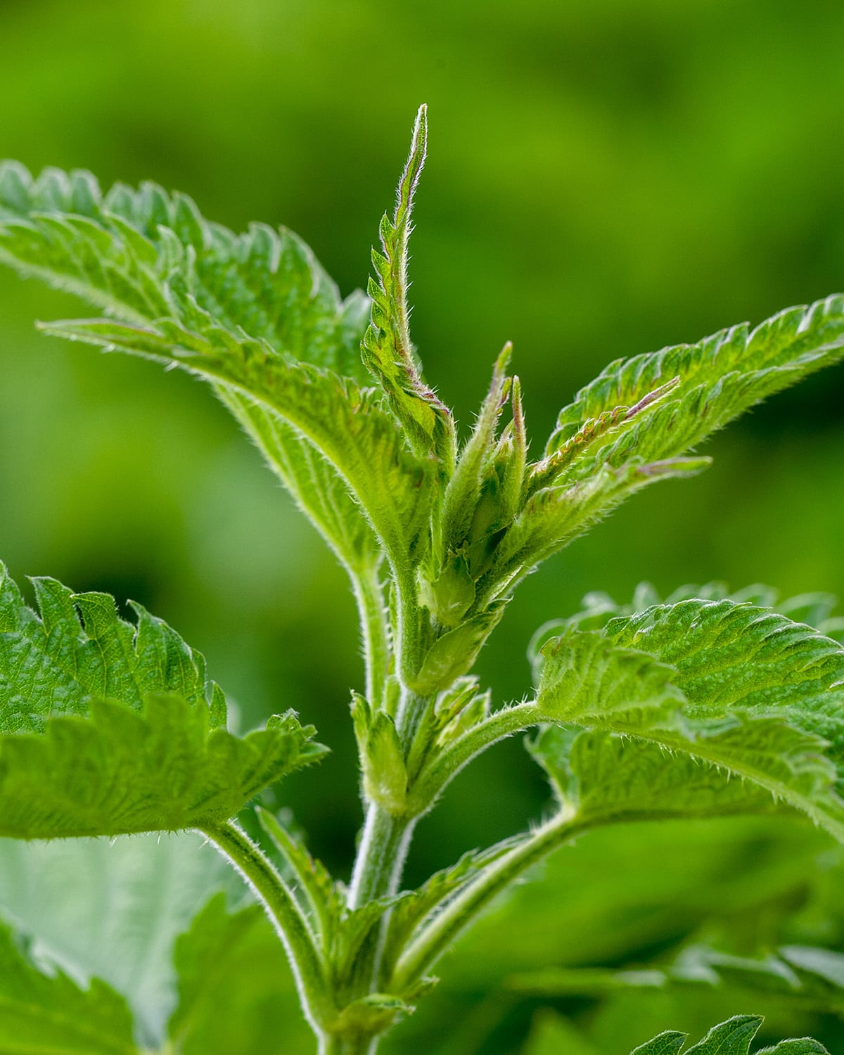 L’Ortie (Urtica dioica)