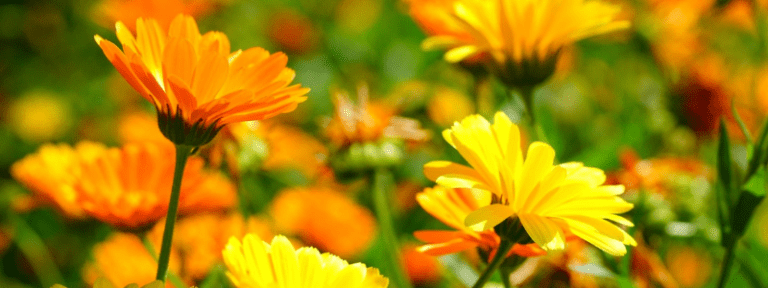 Le souci au jardin naturel - Calendula officinalis - MAÏA-KO