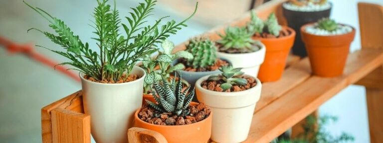 Plantes d'intérieur et succulentes - MAÏA-KO