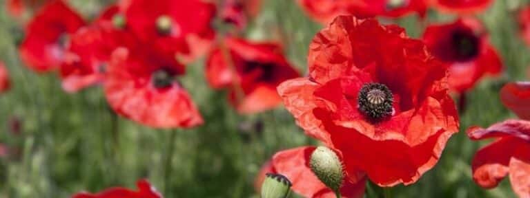 Coquelicot - Plantes bio-indicatrices au jardin - MAÏA-KO