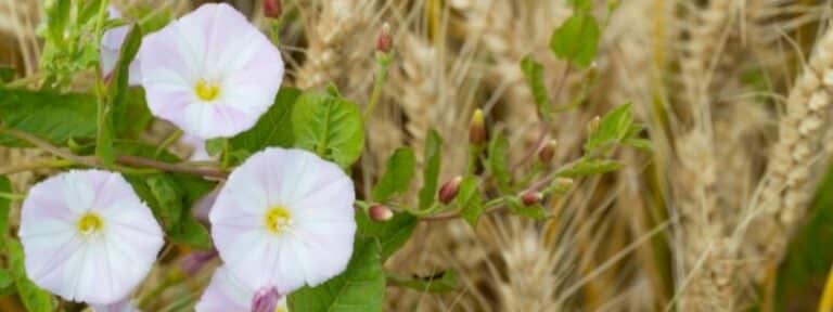 Liseron - Plantes bio-indicatrices au jardin - MAÏA-KO