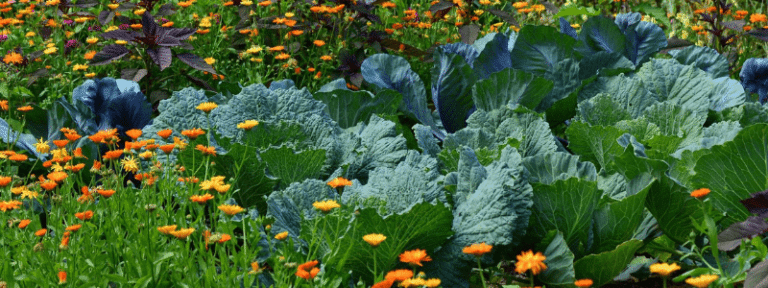 Le souci au potager - Calendula - MAÏA-KO