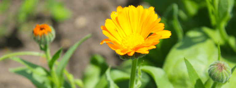 Souci des champs - Calendula arvensis - MAÏA-KO