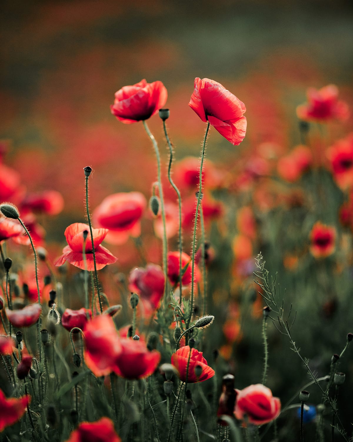 Coquelicot - Plantes bio-indicatrices au jardin - MAÏA-KO