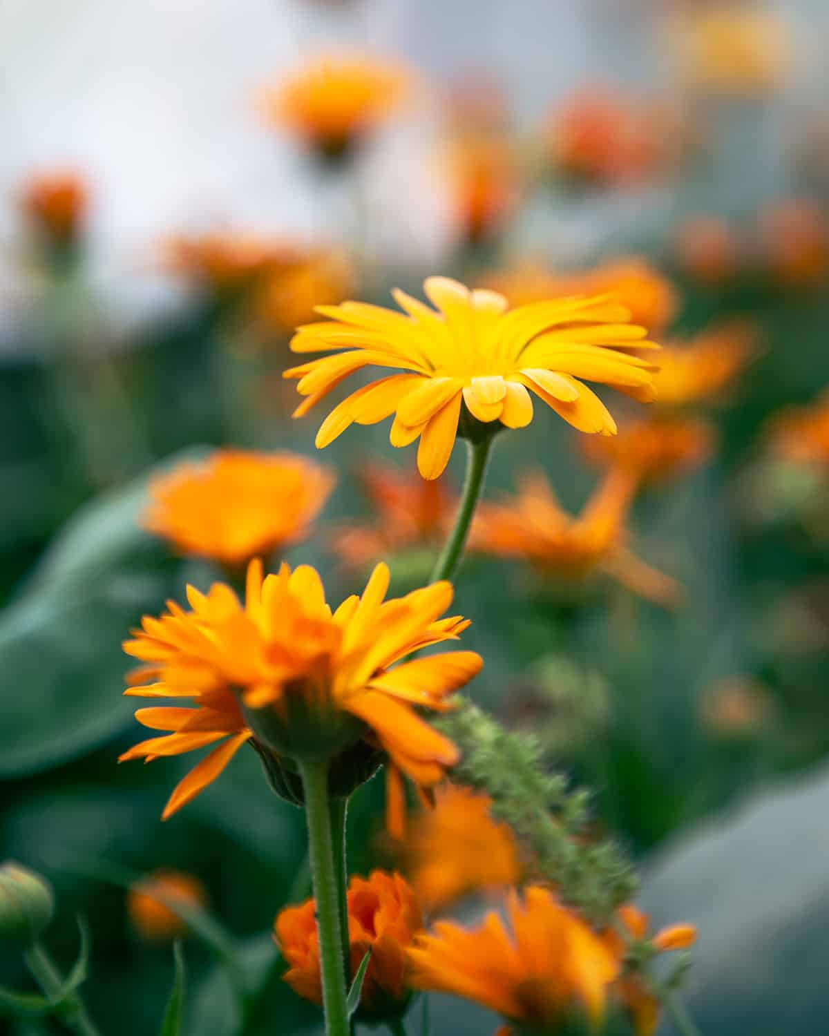 Le souci au jardin naturel - Calendula officinalis - MAÏA-KO