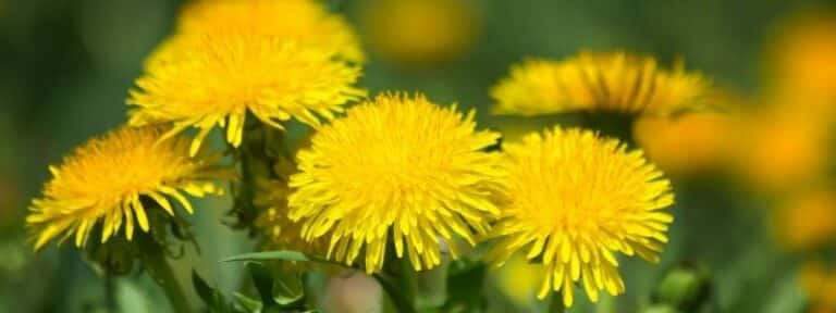 Pissenlit Taraxacum campylodes / officinale - MAÏA-KO des plantes pour soigner mon jardin