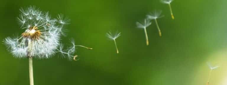 Pissenlit - MAÏA-KO des plantes pour soigner mon jardin