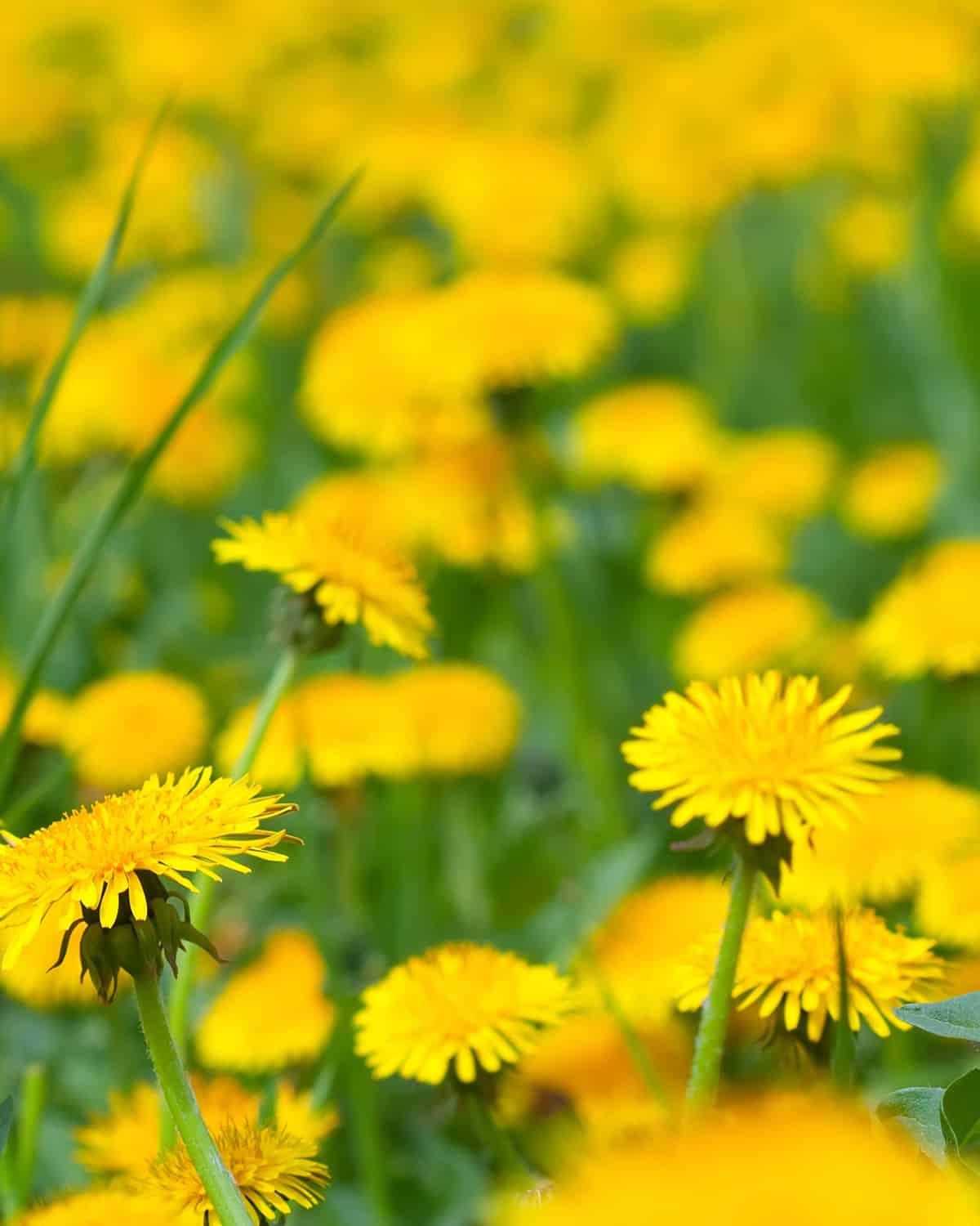 Le pissenlit (Taraxacum campylodes)