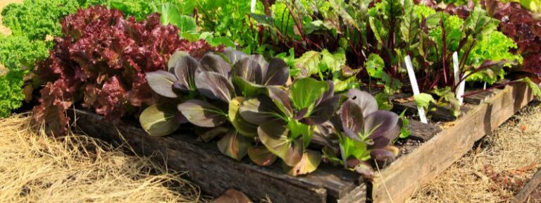 Entretenir son potager pendant les vacances - MAÏA-KO