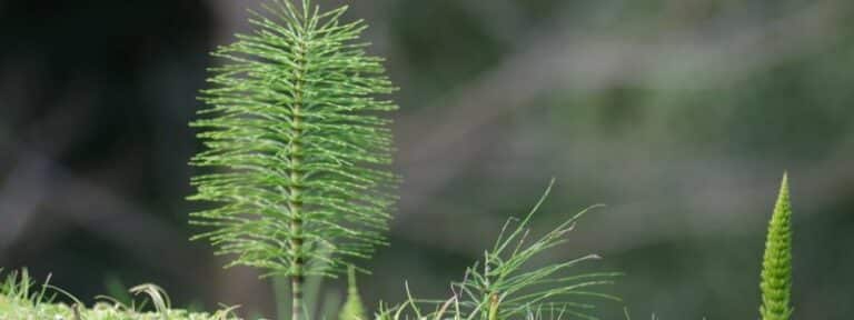 La prêle (Equisetum arvense) au jardin -MAÏA-KO