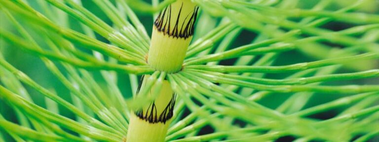 La prêle (Equisetum arvense) au jardin -MAÏA-KO