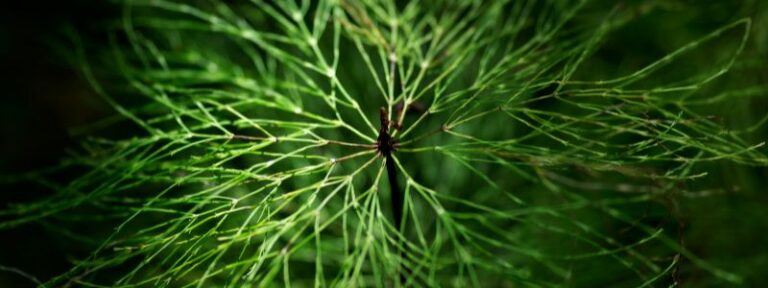 La prêle (Equisetum arvense) au jardin -MAÏA-KO