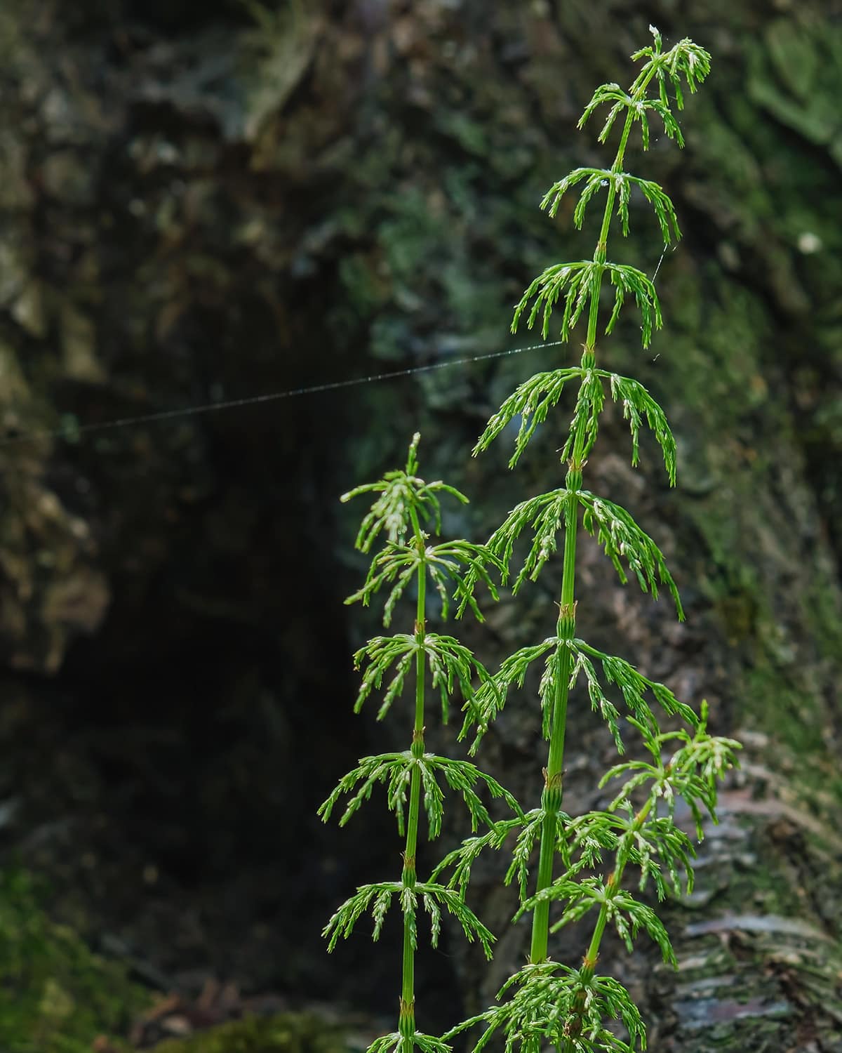 La prêle (Equisetum arvense) au jardin -MAÏA-KO