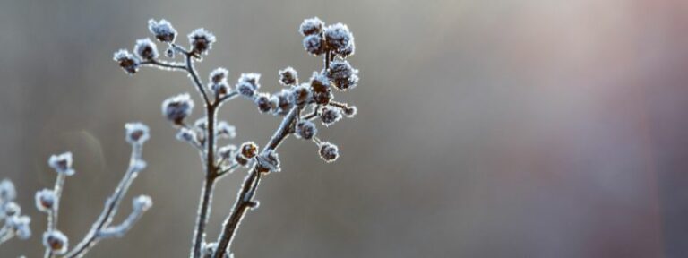 Prendre soin de ses plantes et de son jardin en hiver - MAÏA-KO, des plantes pour soigner les plantes