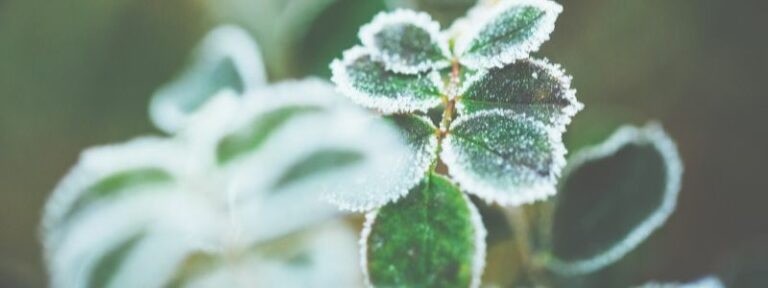 Prendre soin de ses plantes et de son jardin en hiver - MAÏA-KO, des plantes pour soigner les plantes