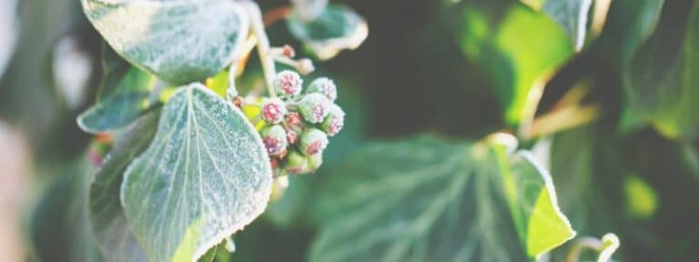 Prendre soin de ses plantes et de son jardin en hiver - MAÏA-KO, des plantes pour soigner les plantes