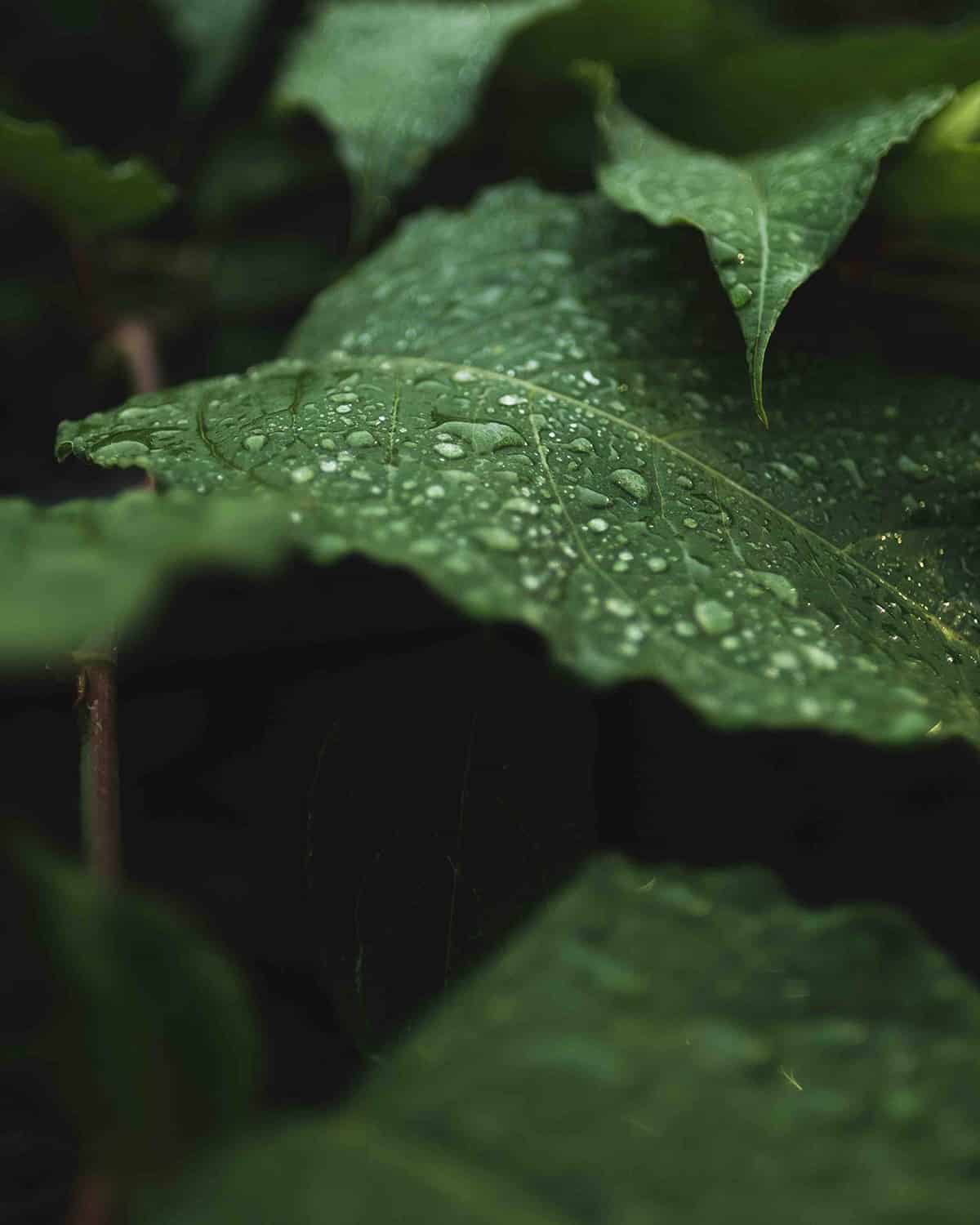 Prendre soin de ses plantes et de son jardin en hiver - MAÏA-KO, des plantes pour soigner les plantes