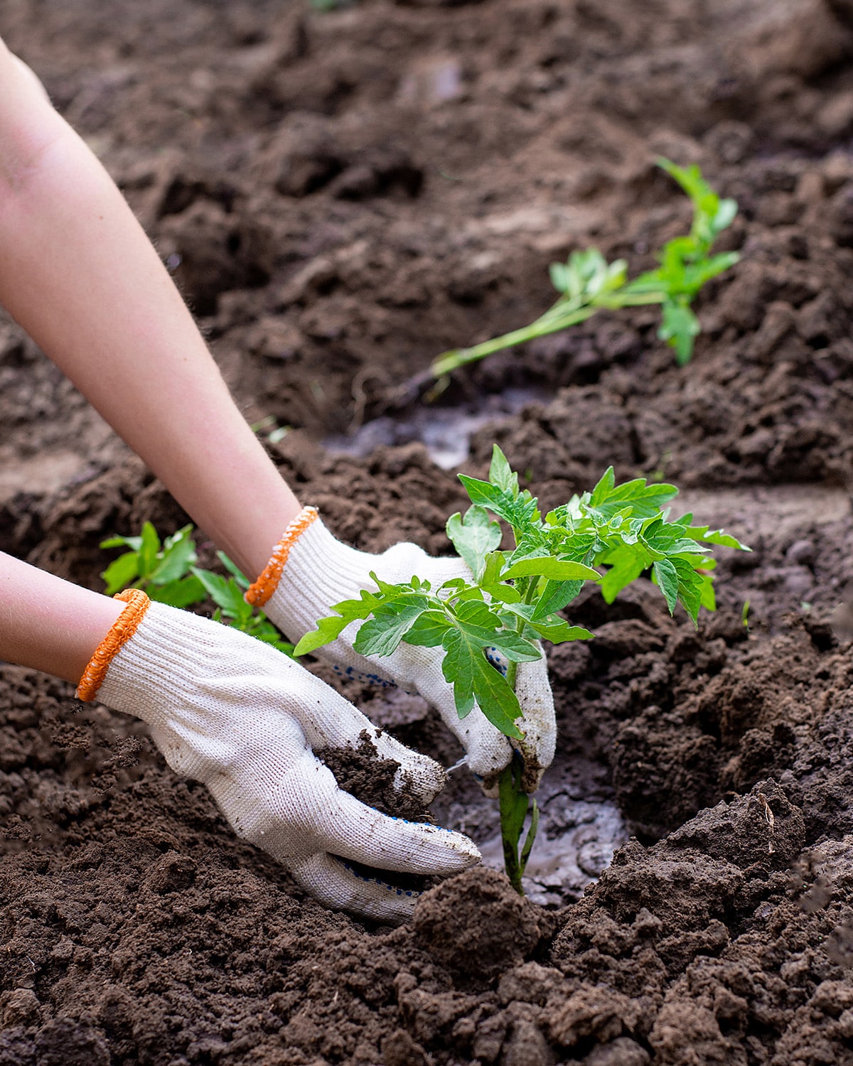 Le sol allié du jardinier - Blog MAÏA-KO