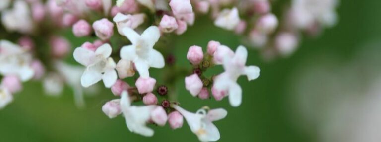 Propriétés de la valériane pour le potager MAÏA-KO