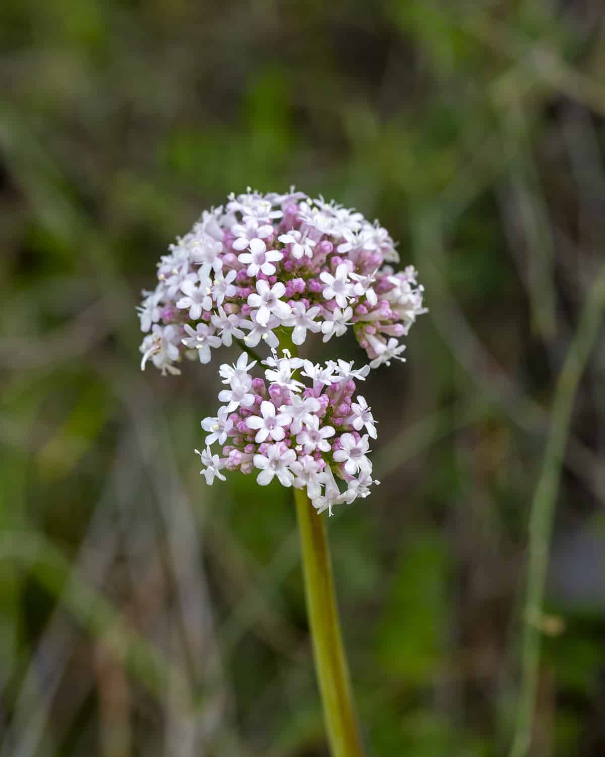 Valériane au jardin potager MAÏA-KO