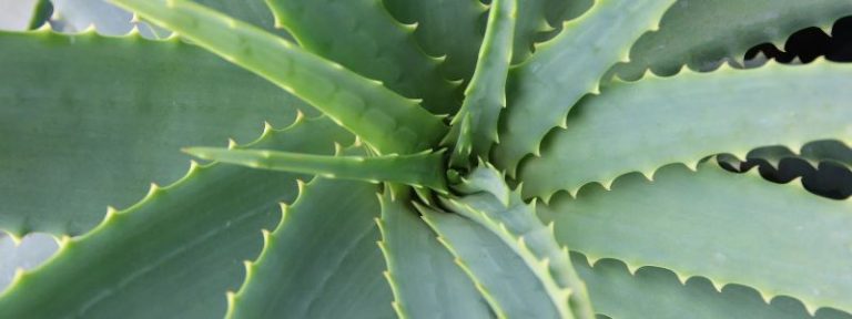 7 plantes interieur faciles - Aloe Vera