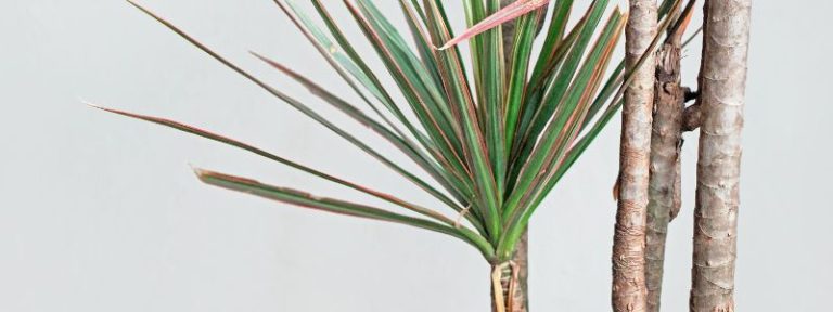 7 plantes interieur faciles - Dracaena