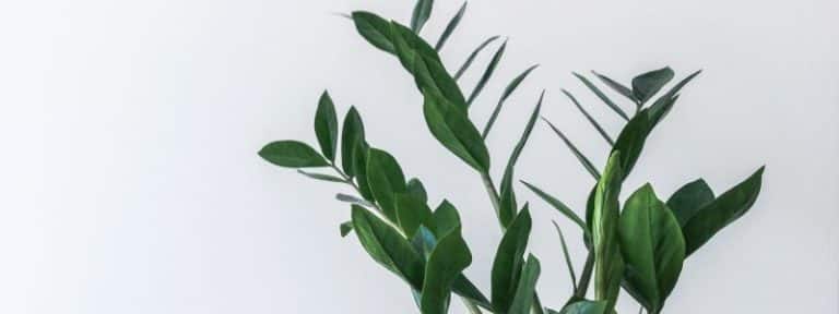 7 plantes interieur faciles - Zamioculcas ZZ