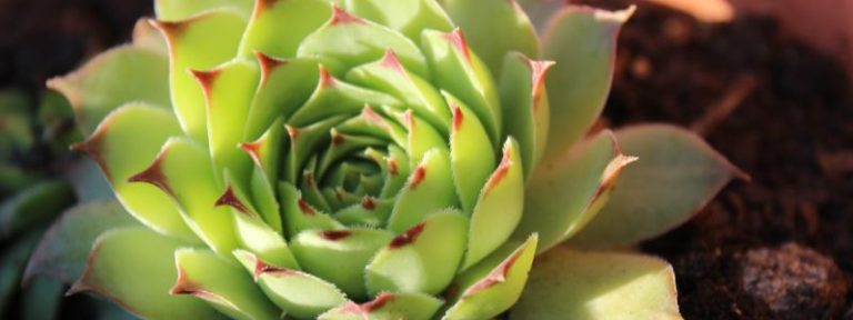 7 plantes interieur faciles - Echeveria