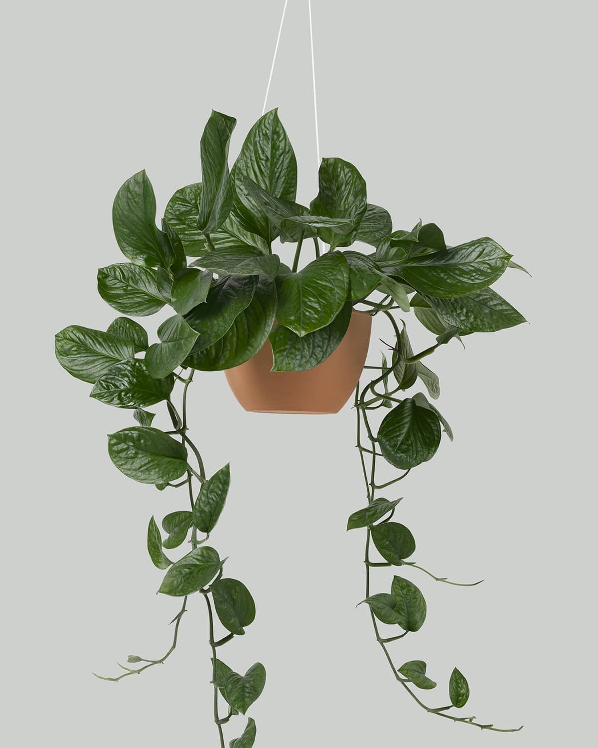 7 plantes interieur faciles - Le Pothos