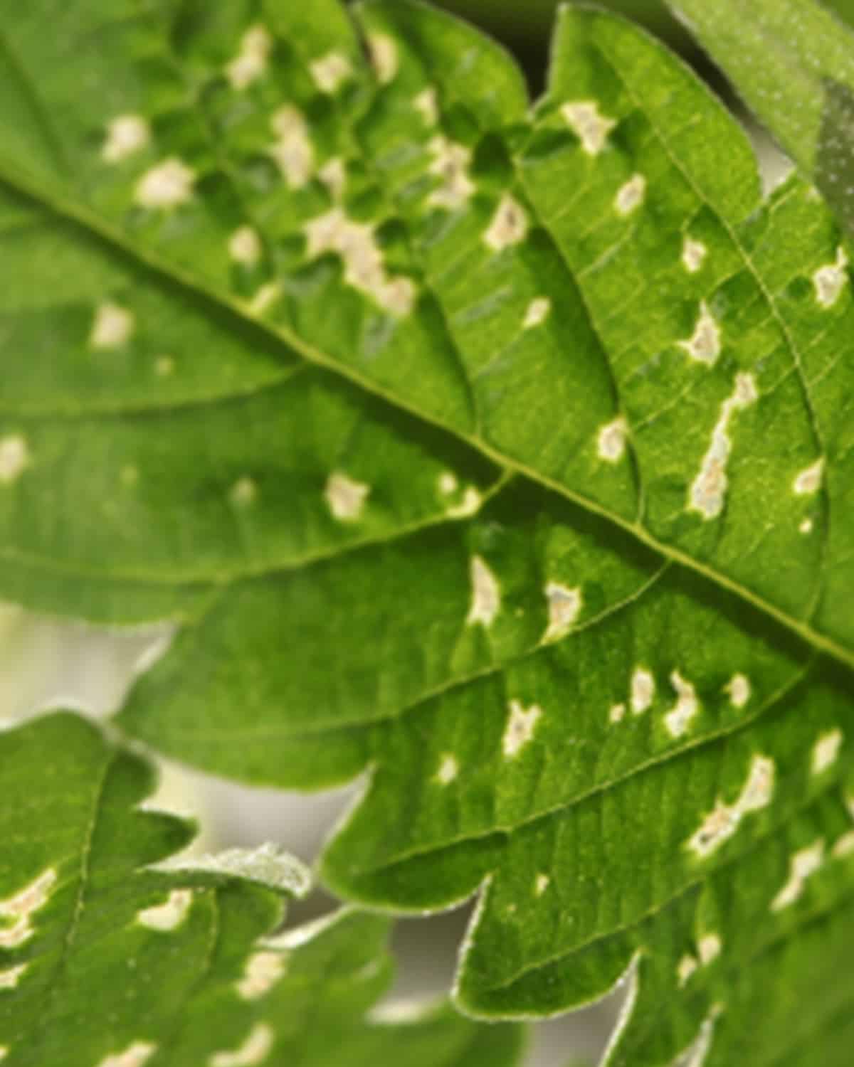 Comment lutter contre les parasites des plantes d’intérieur - AIAKO