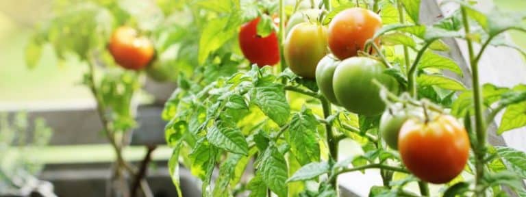 10 bonnes raisons de démarrer un potager de balcon - AÏAKO (2)